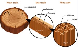 Illustrative diagram showing the different scales of wood structure: Macro-scale with a cross-section of a tree trunk and visible annual rings, Meso-scale highlighting late wood and early wood within an annual ring, and Micro-scale detailing cell lumen and cell walls within the wood tissue. Magnifying circles indicate transitions between scales, with measurements provided: 1mm for Meso-scale and 50µm for Micro-scale.